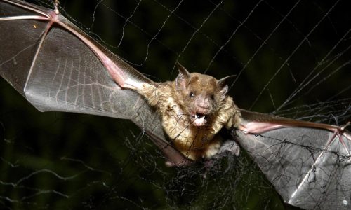 How tiny drones inspired by bats could save lives in dark and stormy conditions