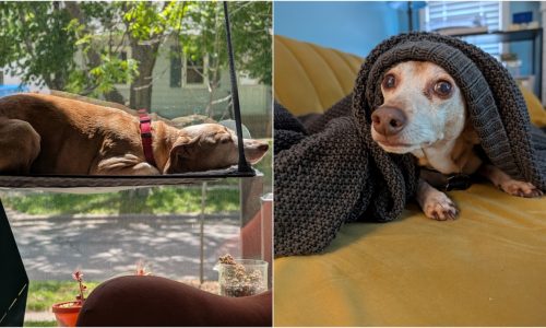 19 cats, 10 dogs and 1 doe featured in the Morning Report in September