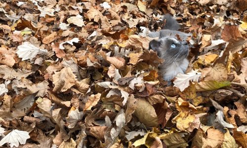 Here are readers’ pets (and wildlife) we featured in our October newsletter