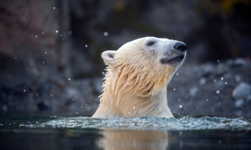 Astra, Como Zoo’s new polar bear, has arrived