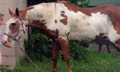 Reward offered for missing ‘beloved’ 33-year-old Farmington horse