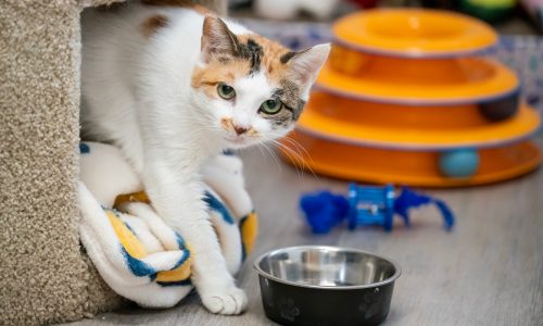 A wallflower blooms: After weeks in a shipping container, Chinese stowaway cat getting ready for adoption