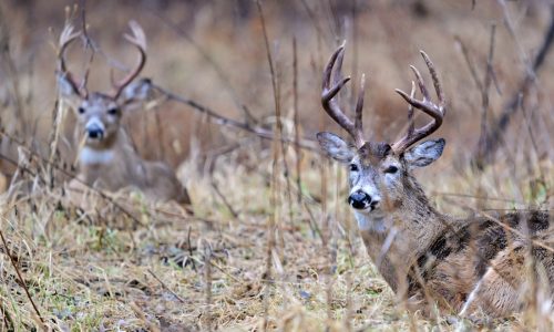 Afton, William O’Brien state parks to close for weekend deer hunts