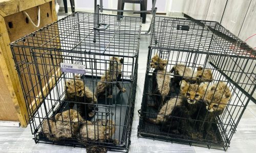 Cheetah cubs destined for illegal trade in exotic pets rescued in Somaliland