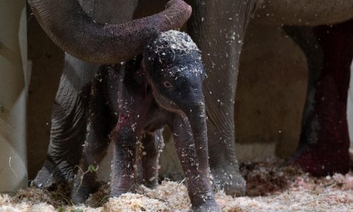 Columbus Zoo welcomes second Asian elephant calf this year