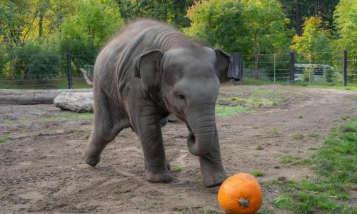 An elephant family smashed pumpkins at the Oregon Zoo. But this baby just wanted to play ball