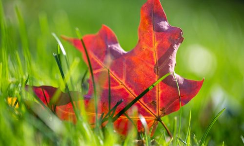 Falcon Heights hosts Fall Fest on Saturday