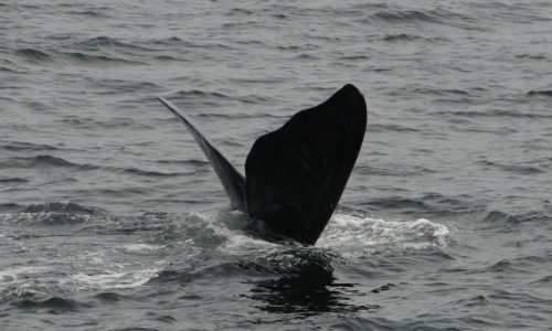 Meet North Atlantic right whales ‘Lasagna,’ ‘Scorpion,’ ‘Athena,’ and more