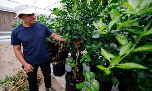 Florida farmers struggle as legal foreign workers worry about immigration crackdown