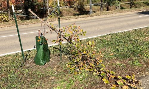 Vandals destroy dozens of trees along St. Paul’s Shepard Road — again