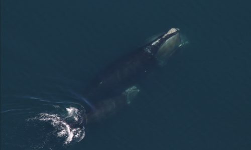 North Atlantic right whale population ticks up again: ‘Cautiously optimistic’