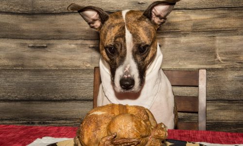 Finding cause of dogs’ tummy woes