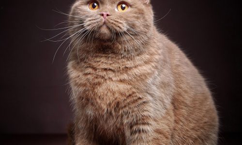 Choosing a cat breed for daughter