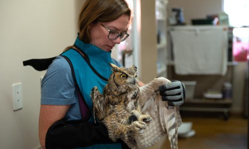 Búho parcialmente cubierto de concreto se recupera tras ser rescatado en Utah