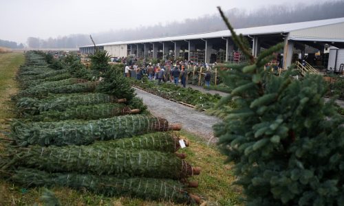 Christmas tree retailers find lots to like at a Pennsylvania wholesale auction