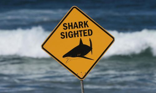 Tiburón mata a una mujer y hiere gravemente a otro nadador en playa de Australia