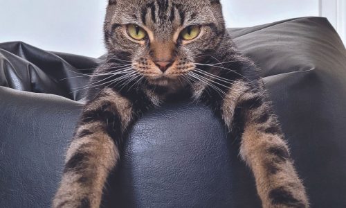 Cat suffers from separation anxiety
