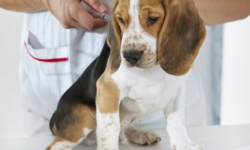 Miller: Rise in pet vaccine hesitancy cause for alarm