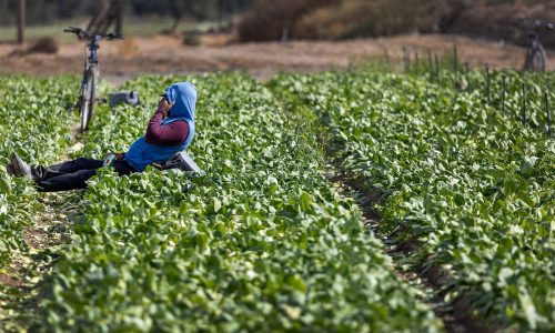 Farmworkers sue Trump administration in California over threat to wages