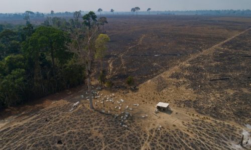En este estado brasileño, un esfuerzo para rastrear el ganado es clave para frenar la deforestación
