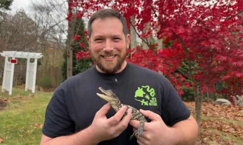 Small alligator rescued in Boston after slithering into the city’s heart on social media