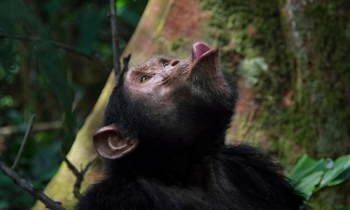 F.D. Flam: AI thinks it’s smart. Chimps may beg to differ