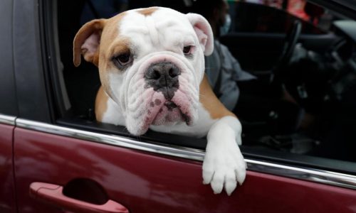 Pets contribute to greenhouse gases like us. Here’s how to reduce their carbon pawprint