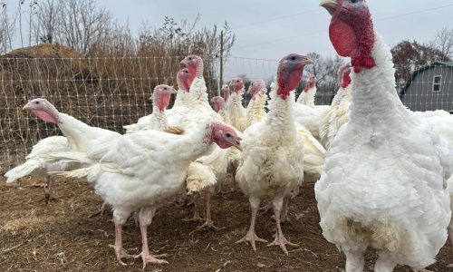 Las tiendas mantienen bajos precios del pavo en un año difícil. Otras comidas festivas podrían subir