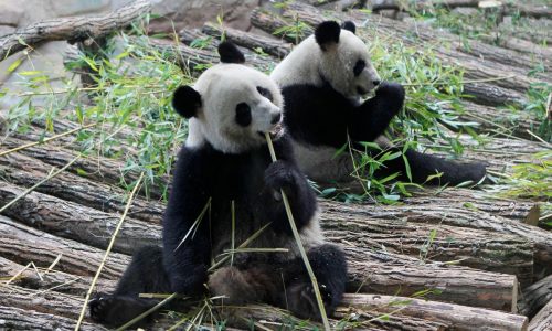 Francia se despide de dos queridos pandas gigantes que regresan a China