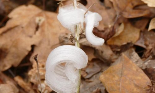 With one touch, they vanish. Meet the delicate, icy wonders called frost flowers