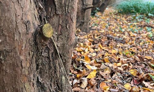 Transform fallen leaves into valuable leaf mold for your garden this fall