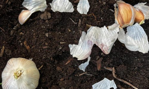 Doing these fall garden chores will make your spring easier