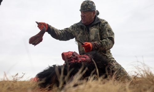 Tribes that restored buffalo are killing some to feed people because of the shutdown