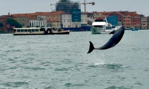 Venice’s newest marvel is a wild, acrobatic dolphin. His refusal to leave puts him in danger