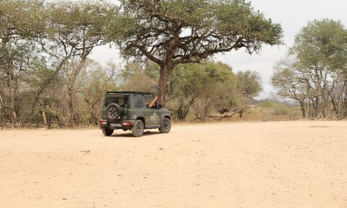 From beeps to big cats: tracking lion energetics and physiology in the Kruger National Park