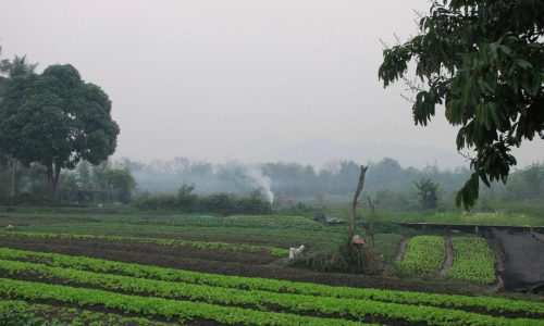 An American man and his son die after suffering stings from a swarm of wasps while ziplining in Laos