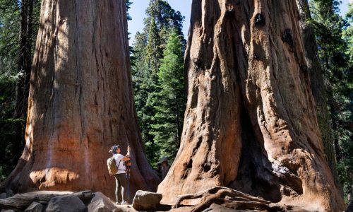 Spend time in the presence of California’s awe-inspiring giant sequoias