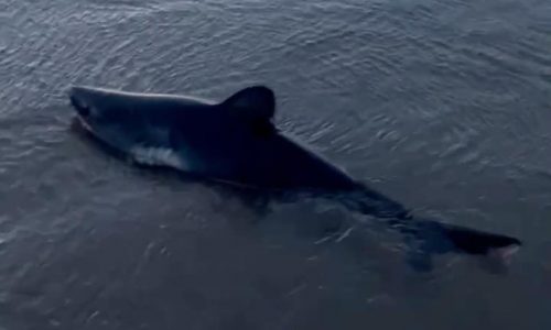 Woman rescues a beached shark in Oregon in striking video