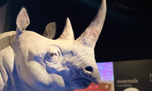 Science Museum of Minnesota exhibit focuses on skin