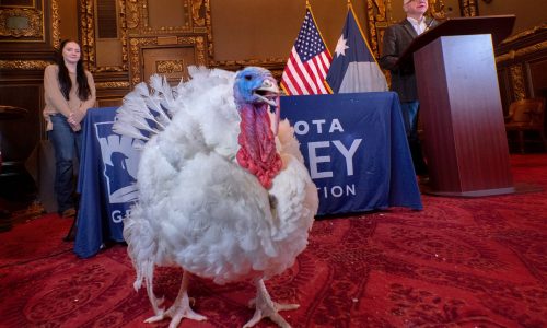 Gov. Tim Walz presents Gru, Minnesota’s Thanksgiving turkey