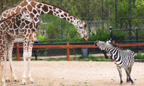Como Zoo’s 25-year-old zebra, Ulysses, has died, officials said