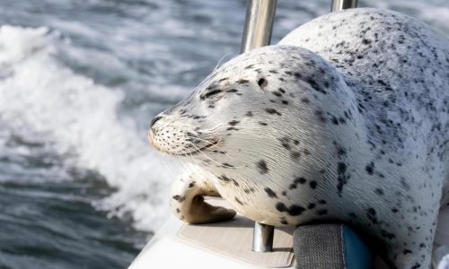 Seal escapes orca hunt by jumping onto photographer’s boat