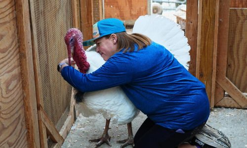 More families ‘adopt’ turkeys for Thanksgiving instead of eating them