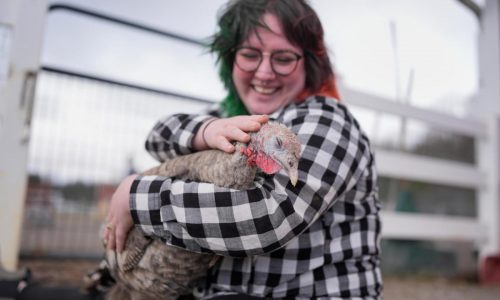 At The Gentle Barn, turkeys are for snuggling, not stuffing at Thanksgiving