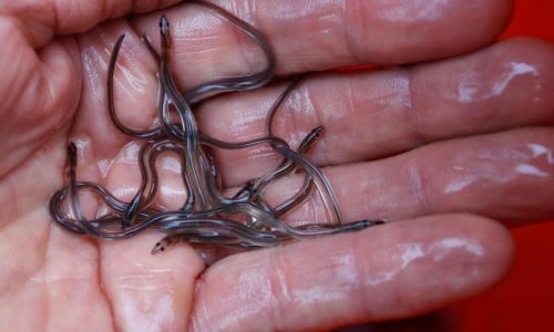 Eel populations are falling, and new protections were defeated. Japan and the US opposed them