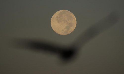 How to spot November’s supermoon, the closest of the year