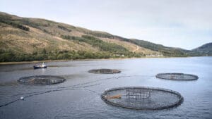 Scottish salmon delivers £1bn boost to economy as new report reveals soaring impact