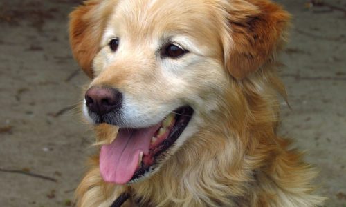 Senior lab has gum issues