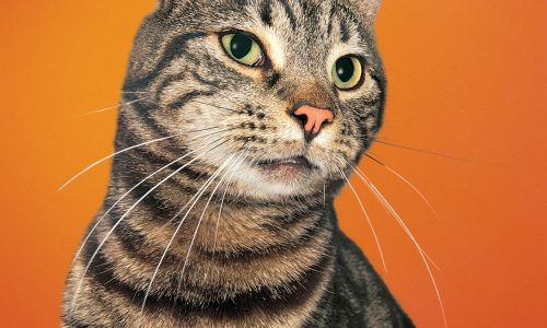 A cat’s infection can spread rapidly