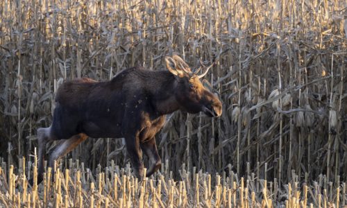 Duluth hunter charged with illegally shooting moose said he mistook it for a deer